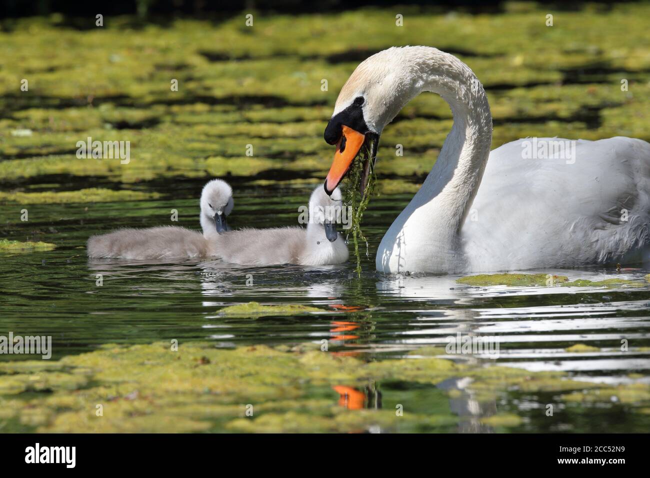 mute swan and cygnet on water Stock Photo