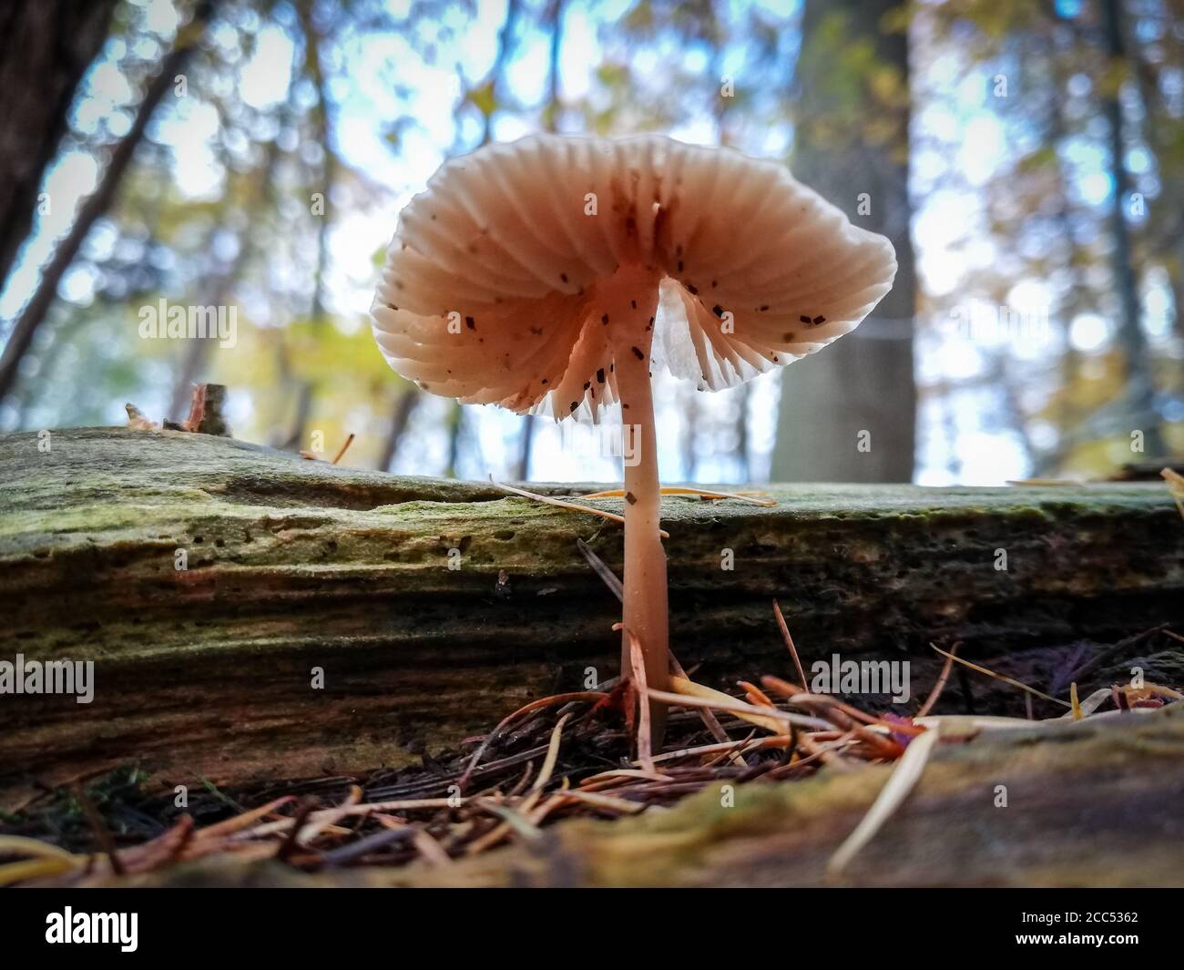 Fragile mushroom growing on a tree trunk Stock Photo