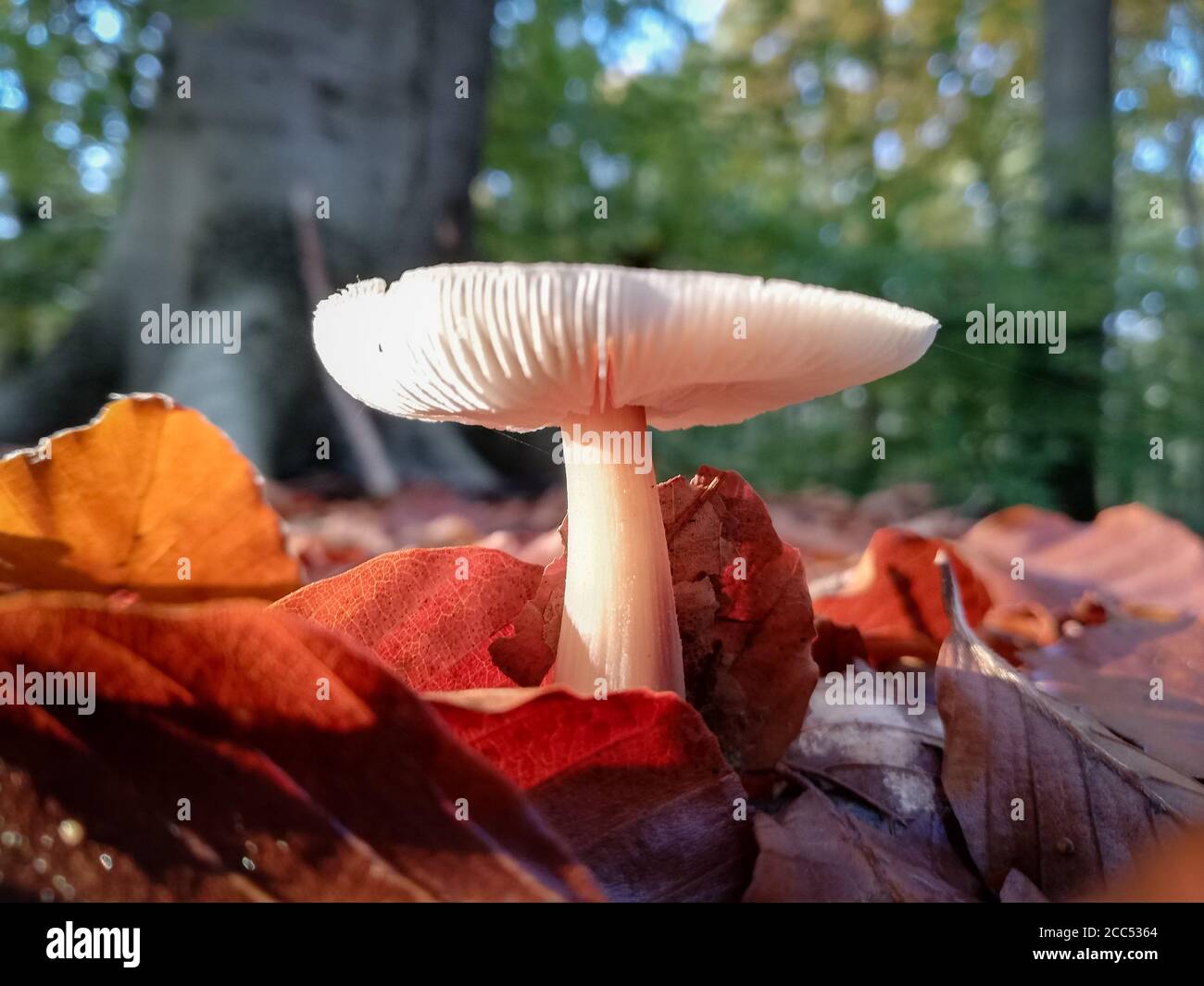 Flat Mushroom Growing High Resolution Stock Photography And Images Alamy Flat Mushroom Growing High Resolution Stock Photography And Images Alamy