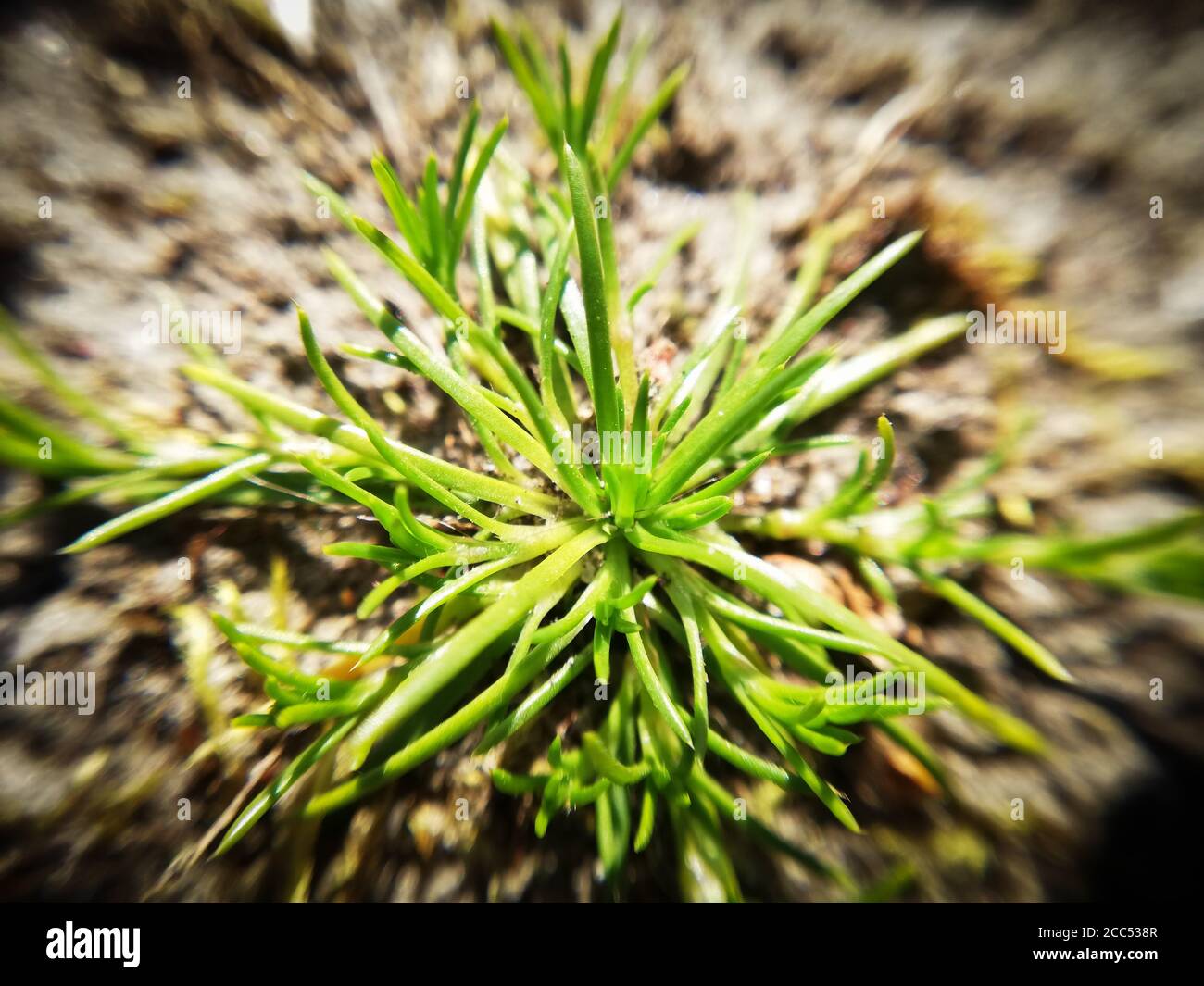 Grass Ground Level High Resolution Stock Photography and Images - Alamy