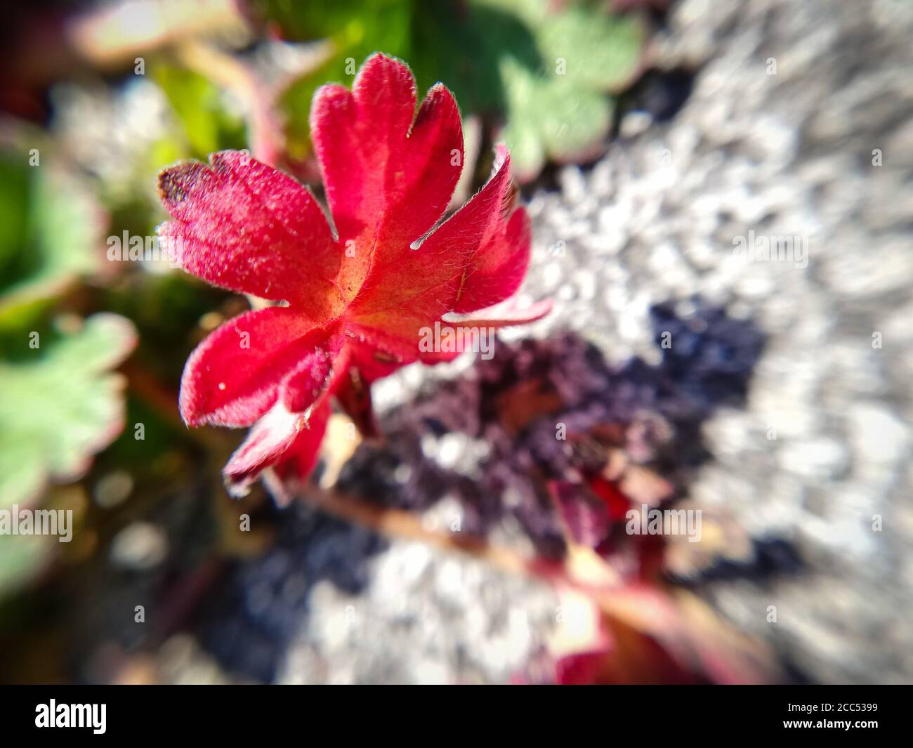 purple leave in close-up, garden macro photographie. Stock Photo