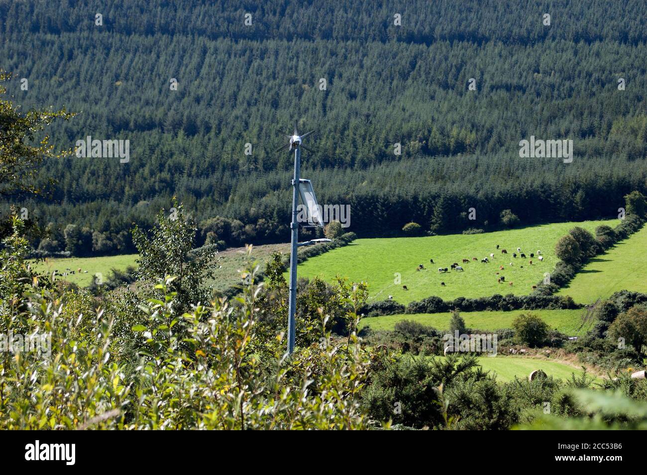 Kilbrannish Forest Recreation Area, Co Carlow, Ireland, Europe Stock