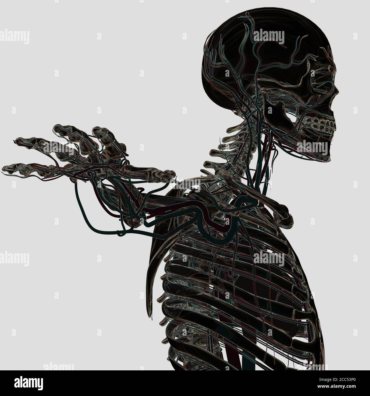 Anatomy illustration of human skeletal system Stock Photo - Alamy