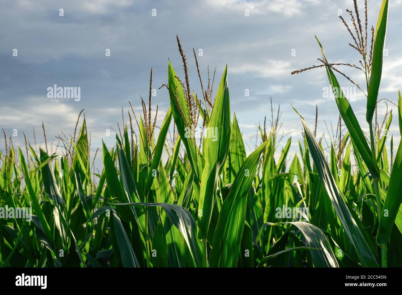 Corn stalks with tassel, growing organic maize crops Stock Photo