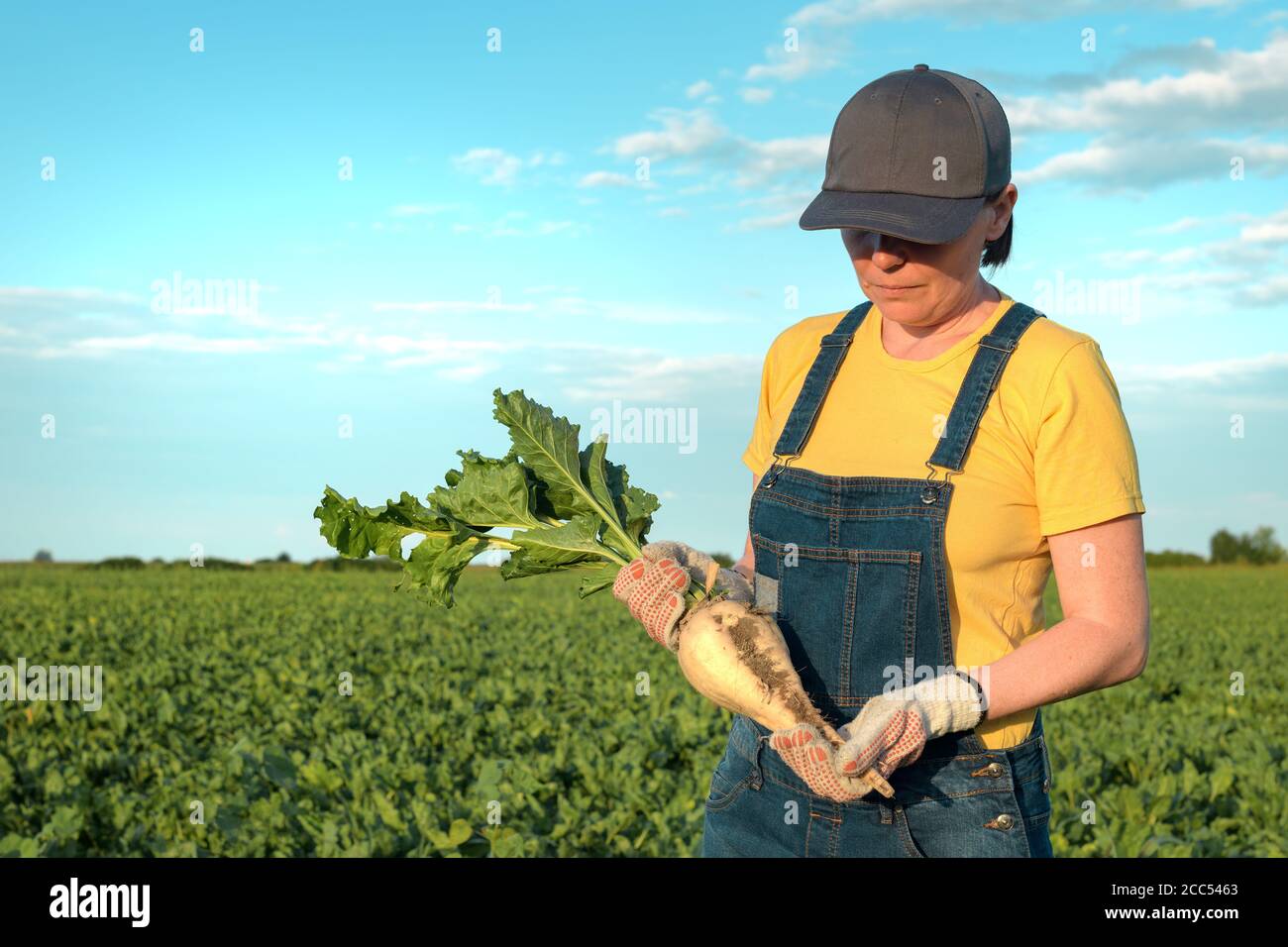 Female farmer posing in sugar beet field, Beta vulgaris cultivation Stock Photo