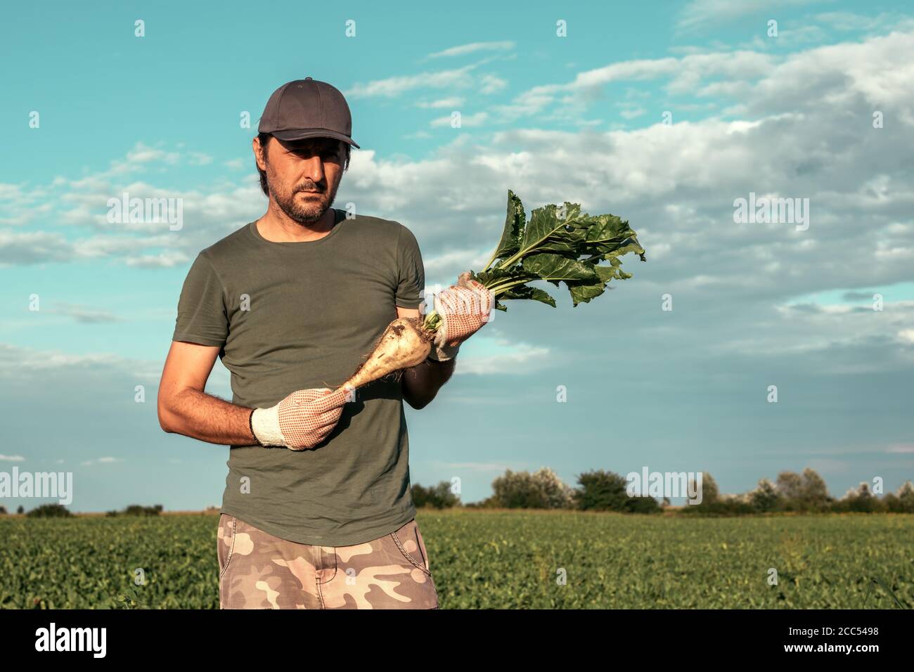 Male farmer posing in sugar beet field, Beta vulgaris cultivation Stock Photo