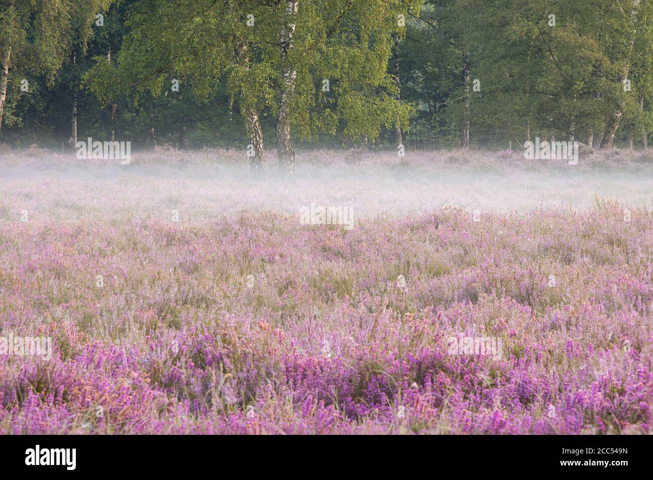 De heide in bloei.Domein Beisbroek is gelegen in het Zuidwesten van Brugge, West-Vlaanderen. Het is deel van een reeks kasteelbossen die dicht bij elk Stock Photo