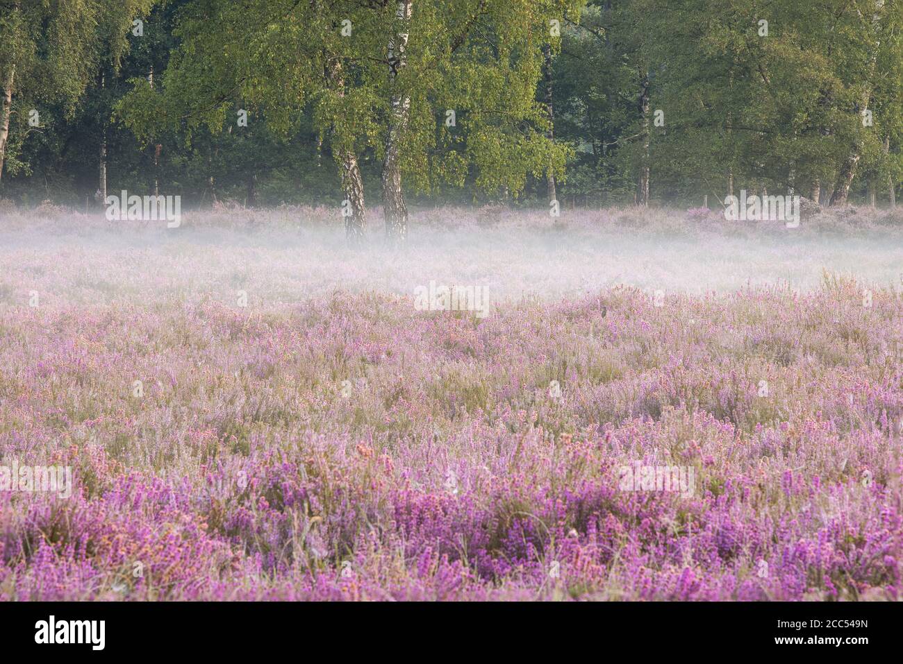 De heide in bloei.Domein Beisbroek is gelegen in het Zuidwesten van Brugge, West-Vlaanderen. Het is deel van een reeks kasteelbossen die dicht bij elk Stock Photo