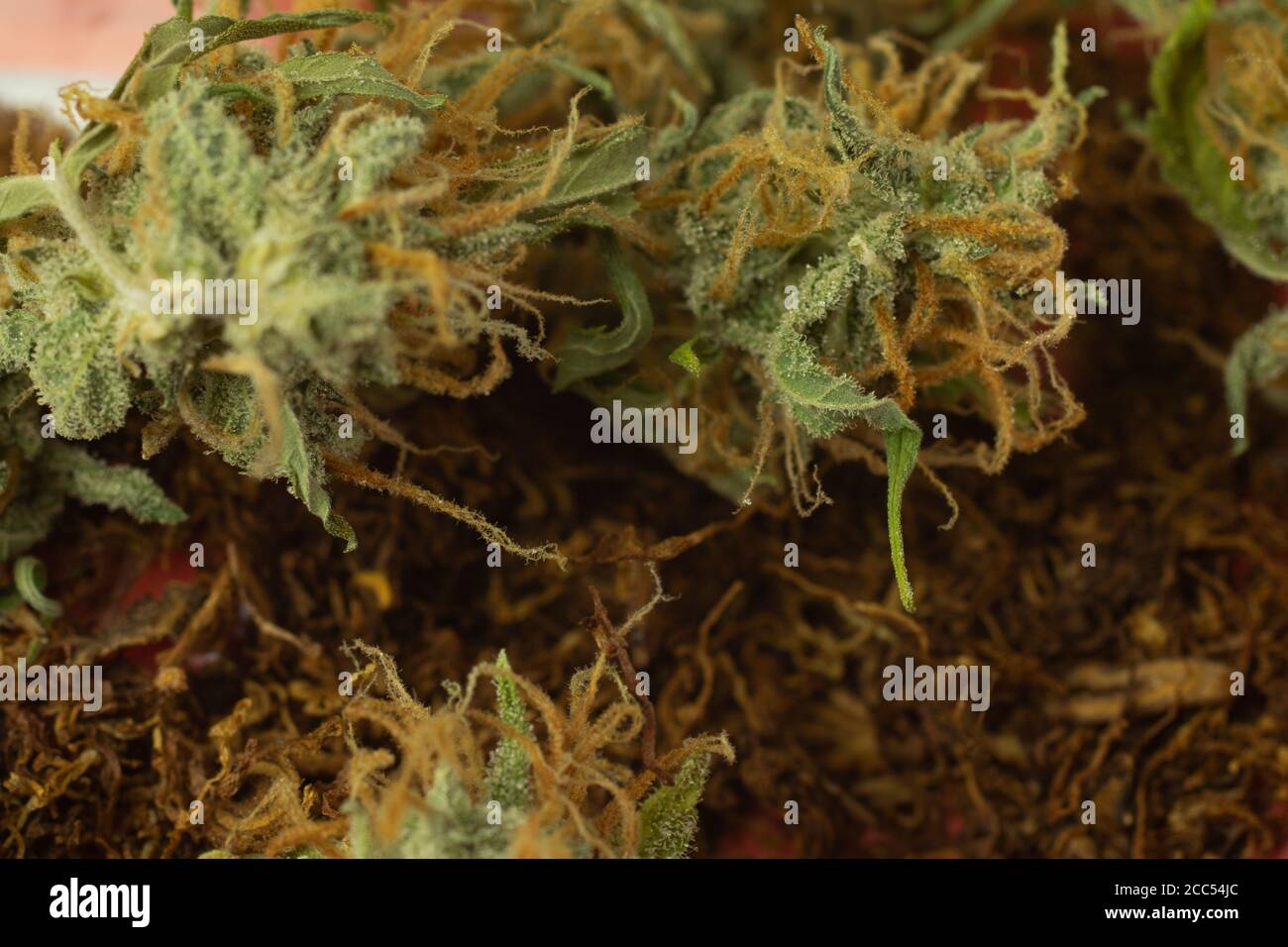 Cannabis on tobacco background. Smoking natural, marijuana medical use Stock Photo