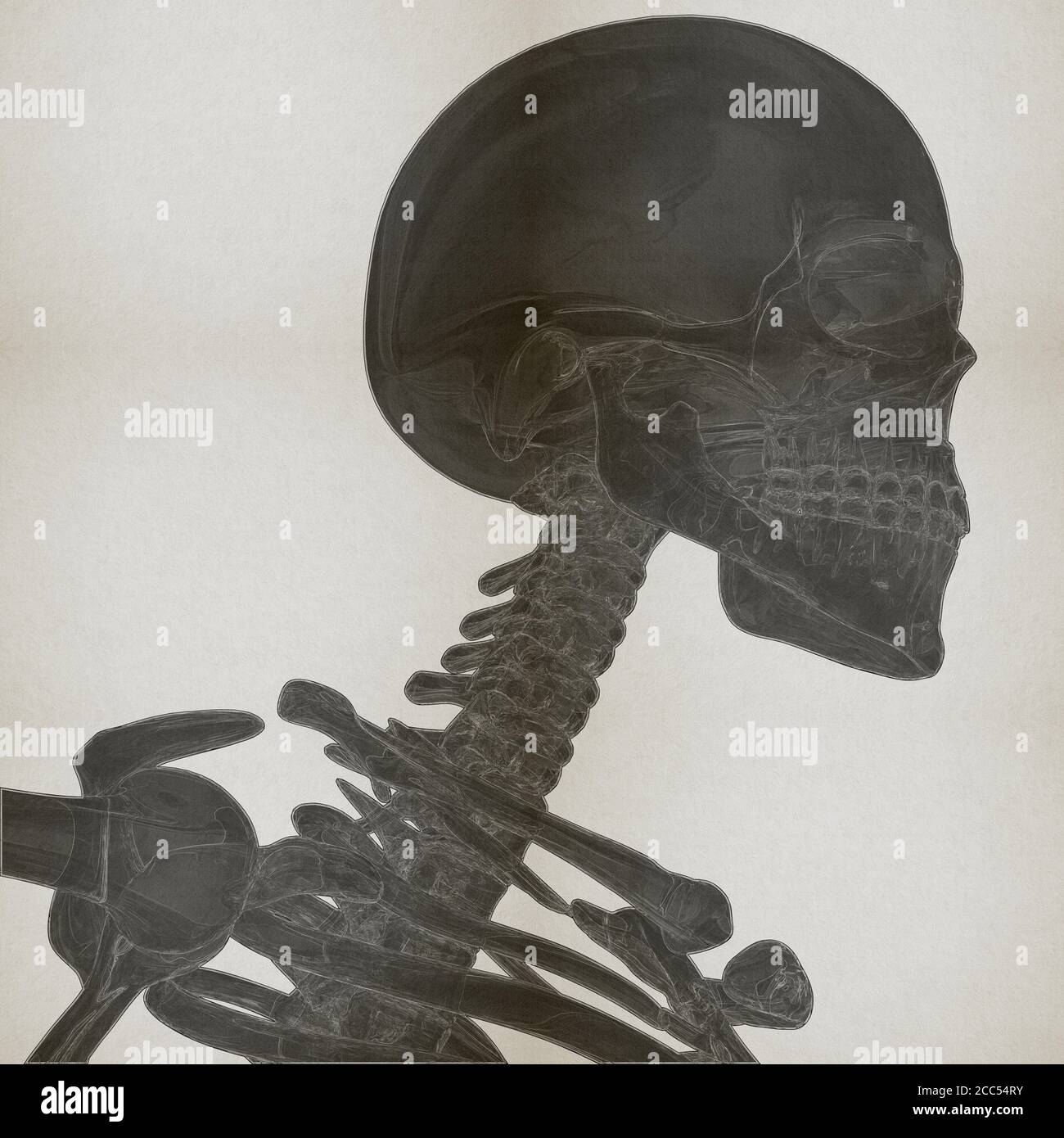 Anatomy illustration of human skeletal system Stock Photo - Alamy