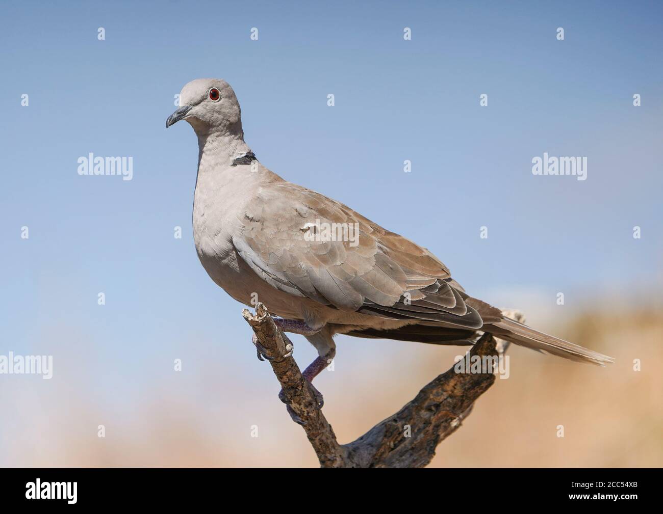 Eurasian collared dove, Streptopelia decaocto perched, Andalusia, Spain. Stock Photo