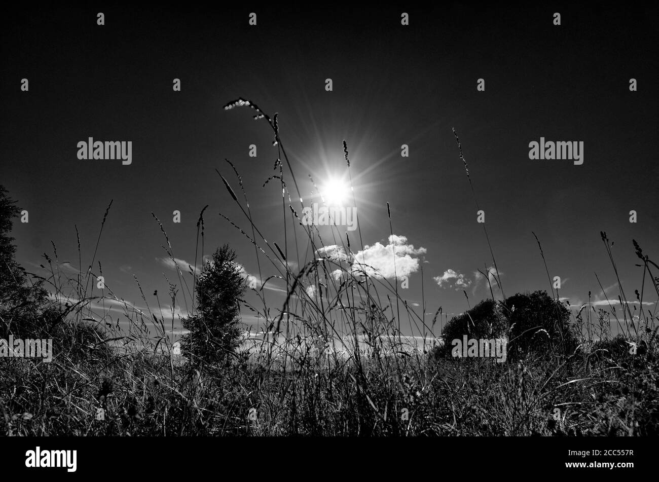 Black and white concept of a radiant sun in the sky with clouds and meadow grasses on the ground Stock Photo