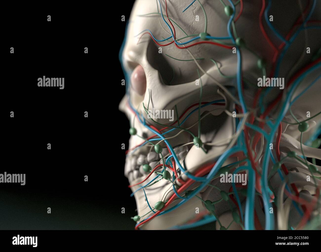 Anatomy illustration of human vascular system. Shoulders, neck, head ...