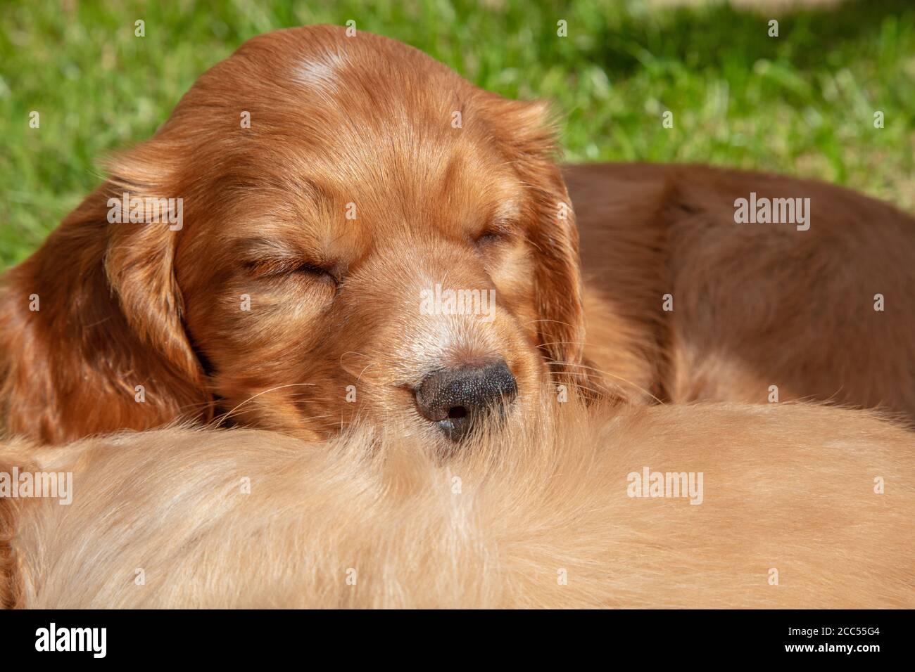 dogs sleeping outside