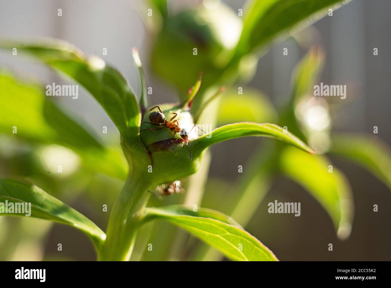 Macro shot of an ant on a peony bud, summer plants, background. soft blurry focus. Bokeh Stock Photo