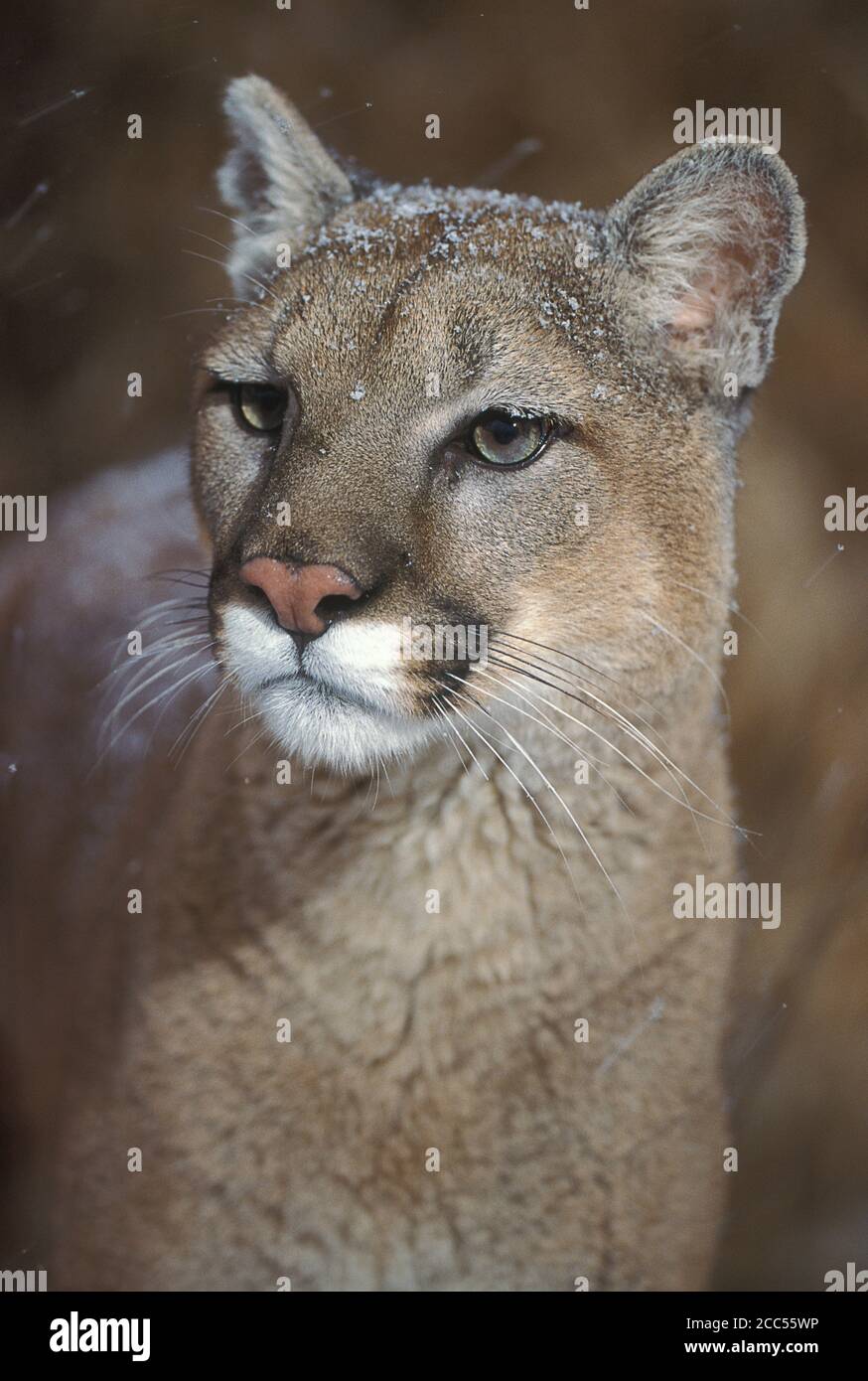 Cougar or Mountain Lion (Felis concolor), Minnesota, USA, controlled situation Stock Photo