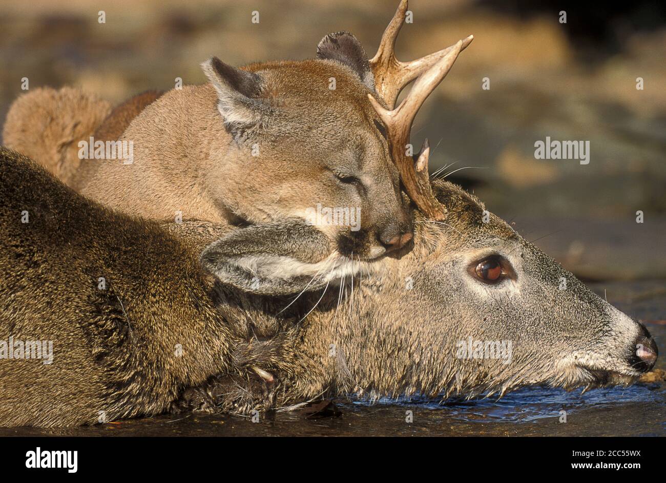 Cougar or Mountain Lion (Felis concolor), on deer kill in river, Minnesota,  USA, controlled situation Stock Photo - Alamy