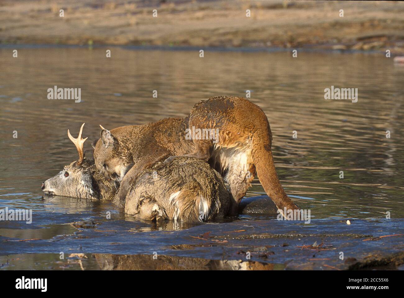 Cougar or Mountain Lion (Felis concolor), on deer kill in river ...