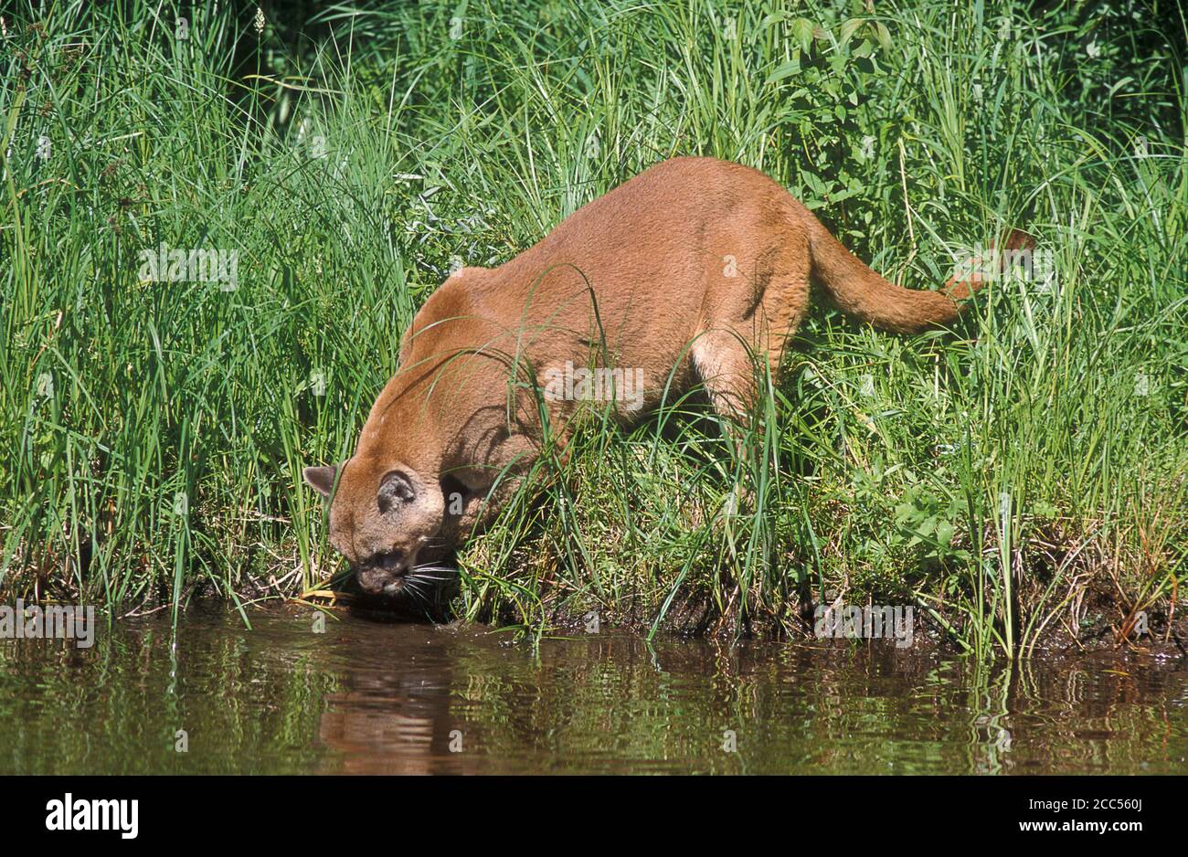 Cougar or Mountain Lion (Felis concolor), Minnesota, USA, controlled situation Stock Photo