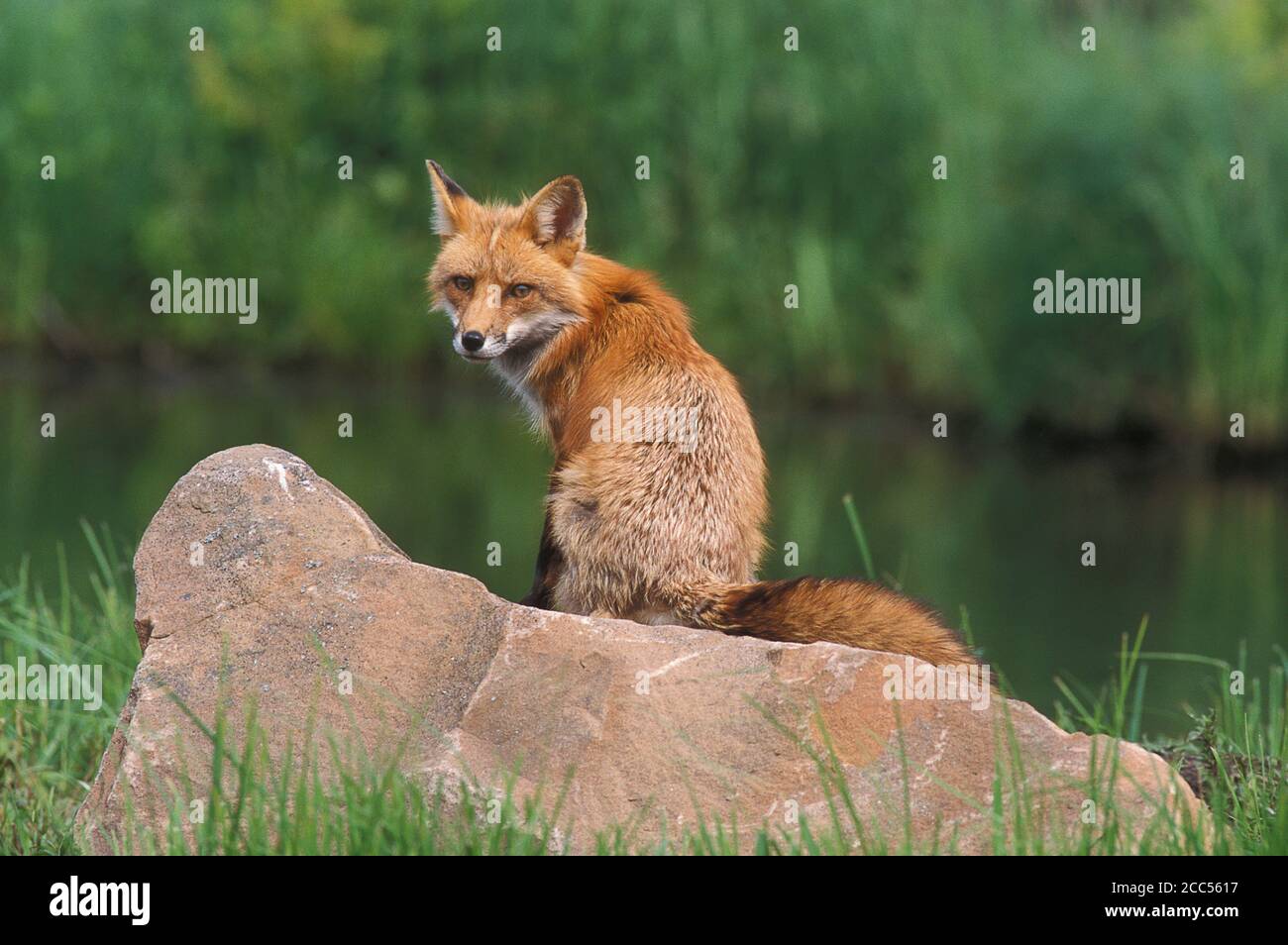 Red Fox (Vulpes fulva) red phase, Minnesoata, USA, controlled situation Stock Photo