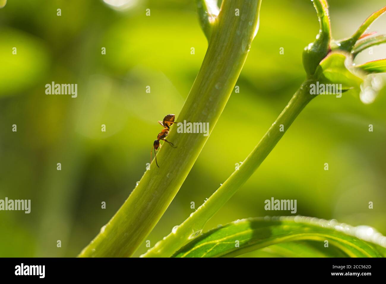 Macro shot of an ant on a peony bud, summer plants, background. soft blurry focus. Bokeh Stock Photo