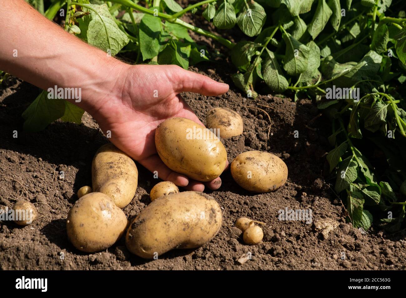 Male Hand Holding Fresh Organic Potato , Organic Food Stock Photo