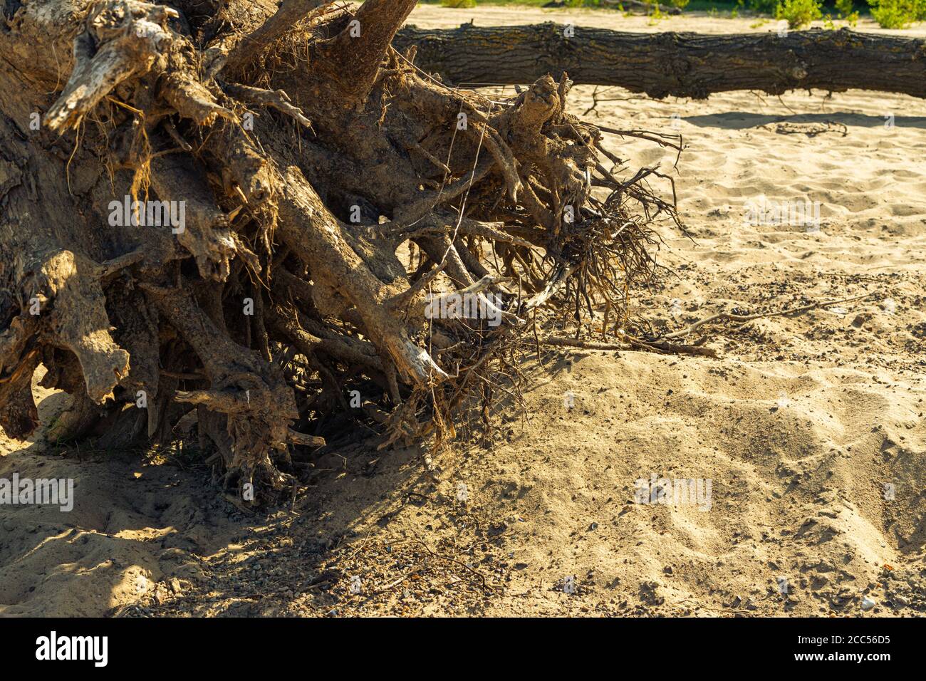 Dead, fallen tree lying on the beach Stock Photo