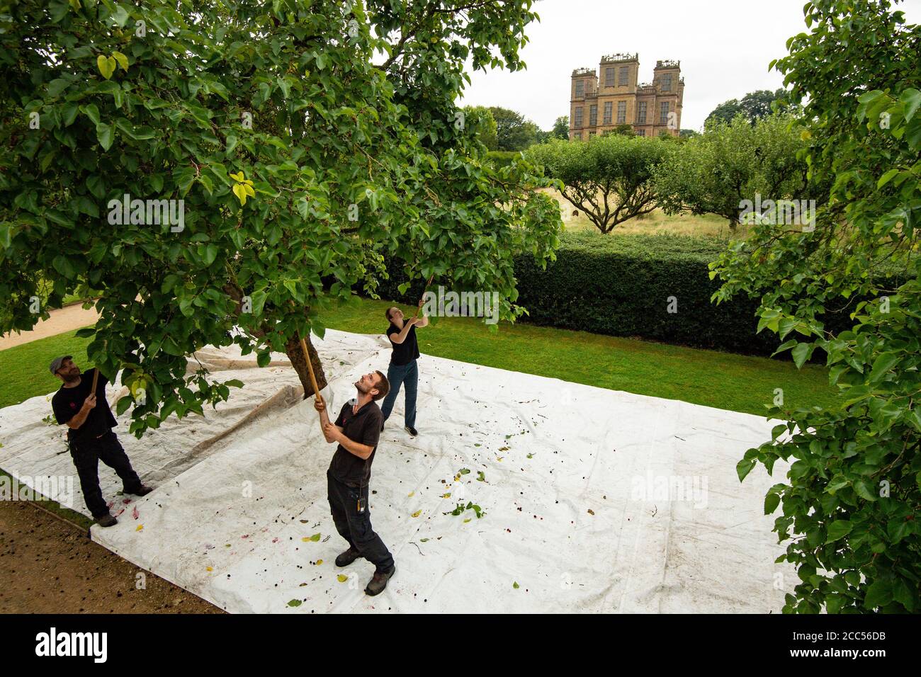 Gardeners at the National Trust's Hardwick Hall near Chesterfield, Derbyshire, harvesting the mulberry crop using traditional methods. The warm, dry spring has produced a bumper crop of mulberries which are harvested using a traditional technique using long sticks to shake the branches causing the ripe berries drop to down onto sheets laid on the grass below. Stock Photo