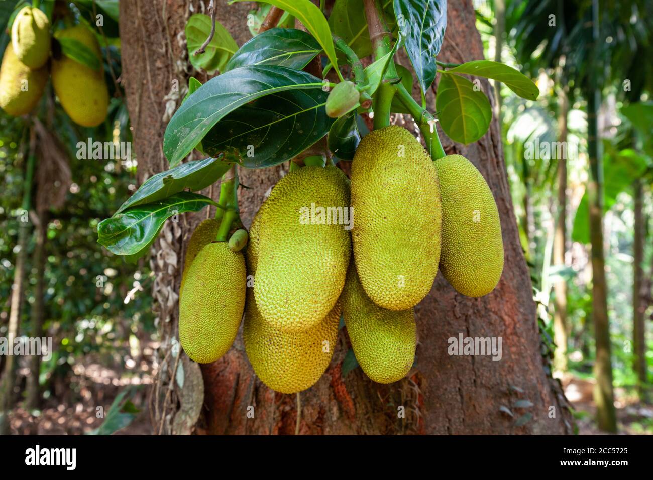 Jackfruit tree with big ripe fruits in India Stock Photo Alamy