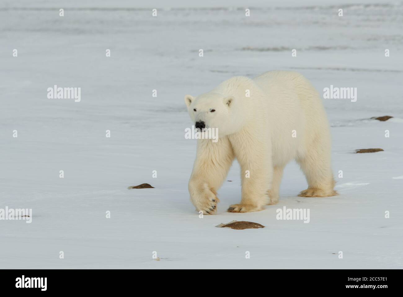 A wild Polar Bear (Ursus maritimus) wondering the Canadian Tundra Stock Photo