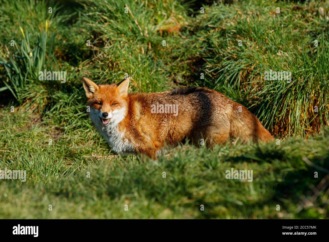 European Red Fox (Vulpes vulpes) Stock Photo