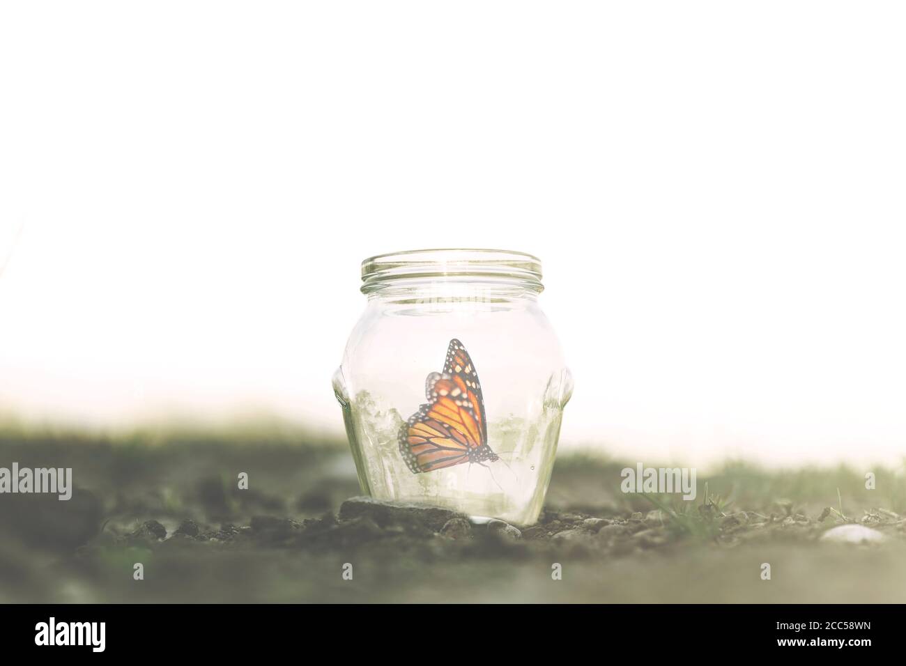 colorful butterfly trapped in a jar Stock Photo