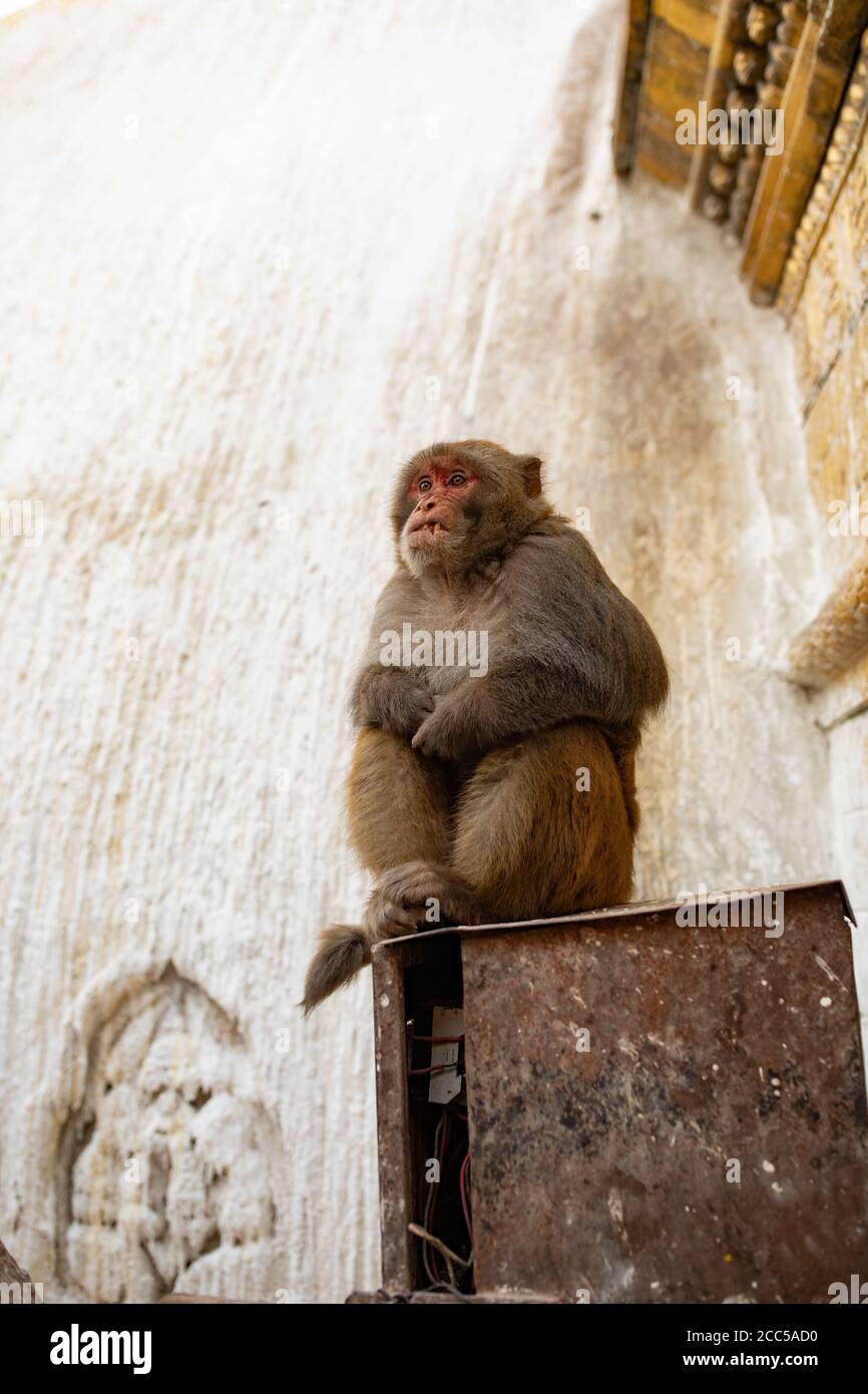 Assam macaque monkey atop a shrine at Swayambhunath stupa in Kathmandu, Nepal. Stock Photo