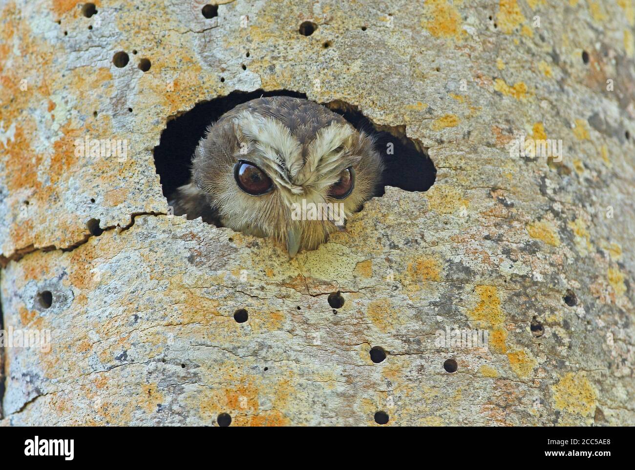 Cuban Screech-owl (Gymnoglaux lawrencii exsul) adult looking out of nest hole (Cuban endemic)  Zapata peninsula, Cuba              March Stock Photo