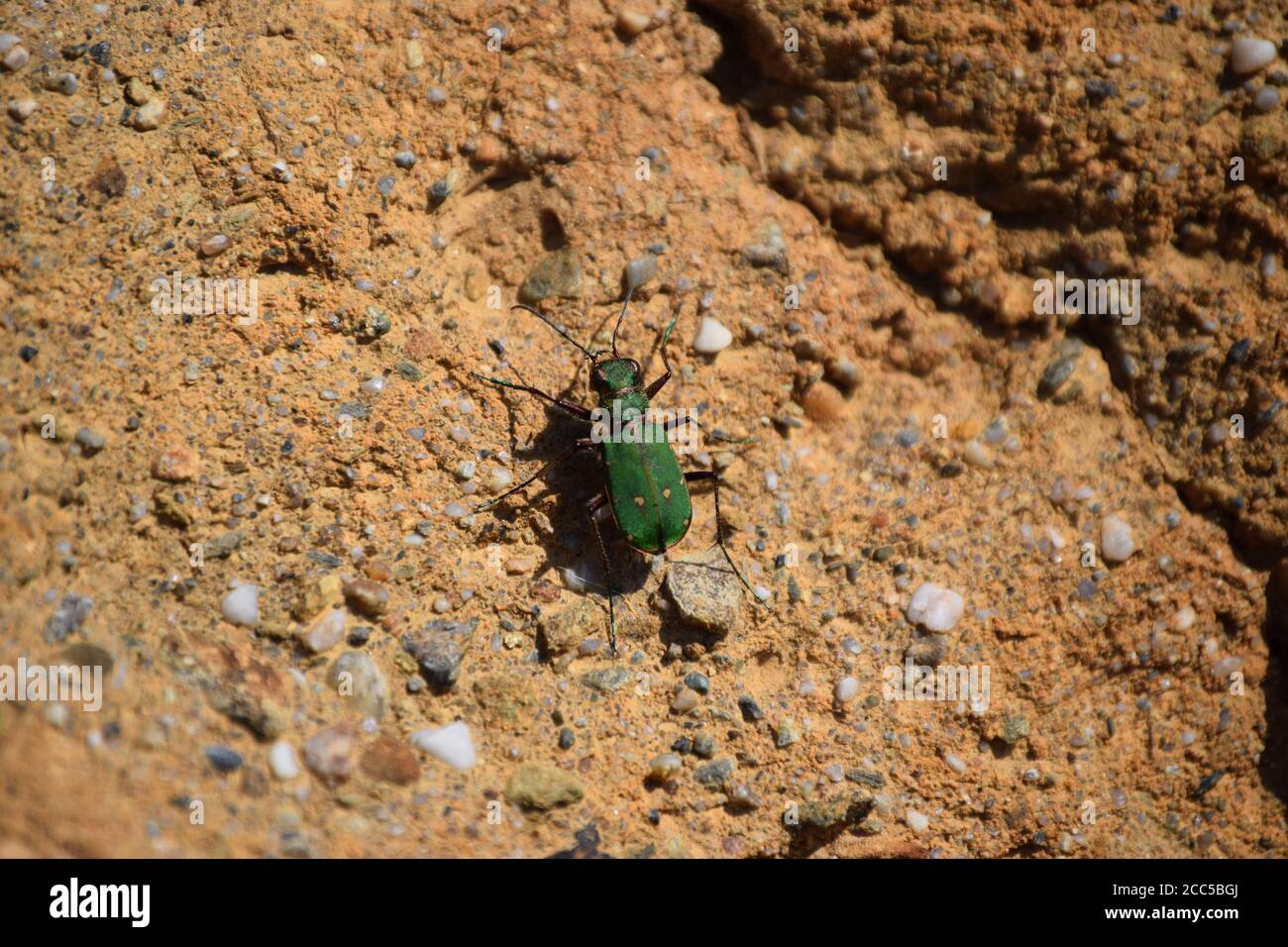 Green Tiger Beetle Stock Photo
