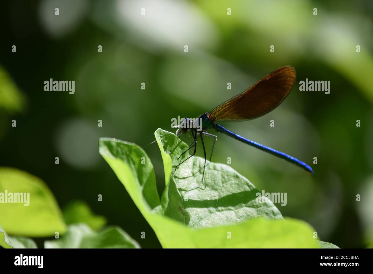 Female Demoiselle Stock Photo