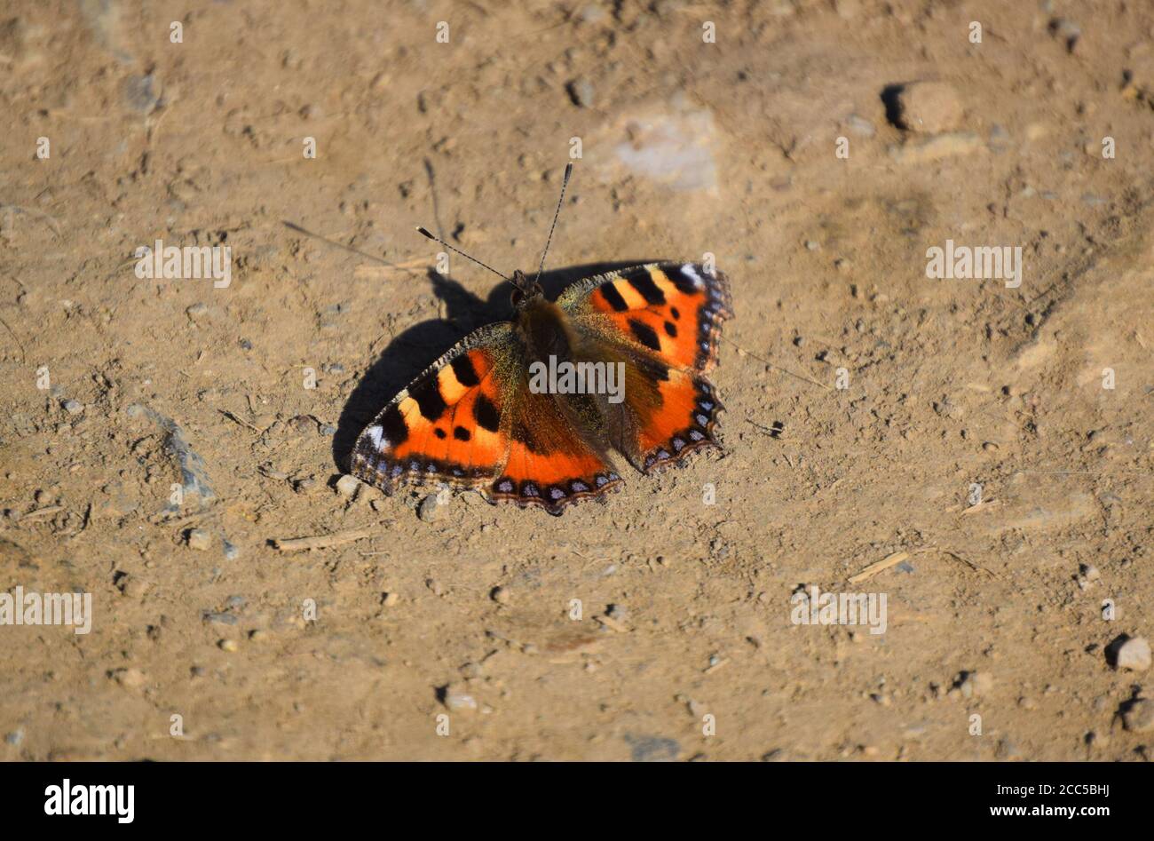 Vibrant Small Tortoiseshell Stock Photo