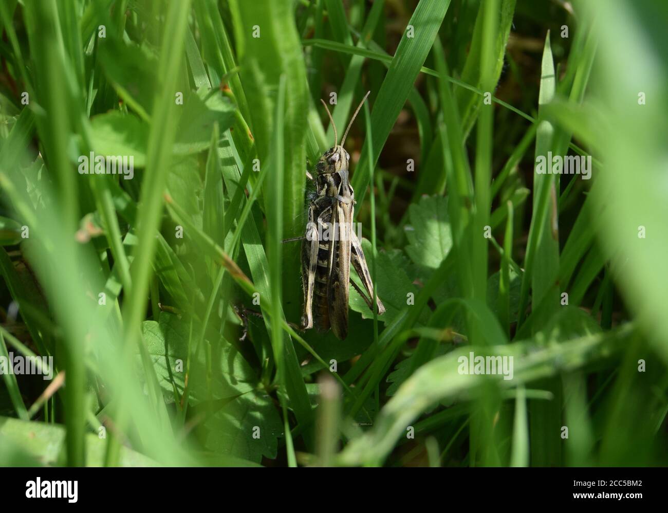 amidst grass hires stock photography and images Alamy