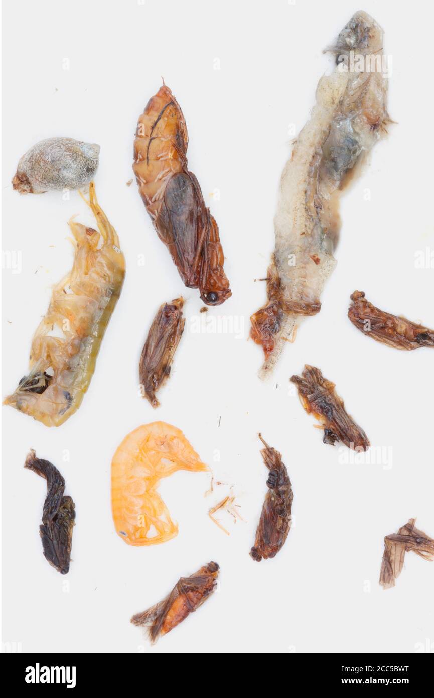 Freshwater insects hi-res stock photography and images - Alamy