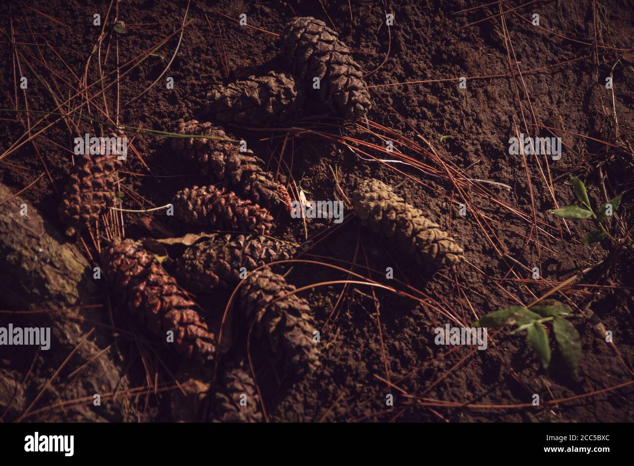 Dry pine tree cones on the ground Stock Photo