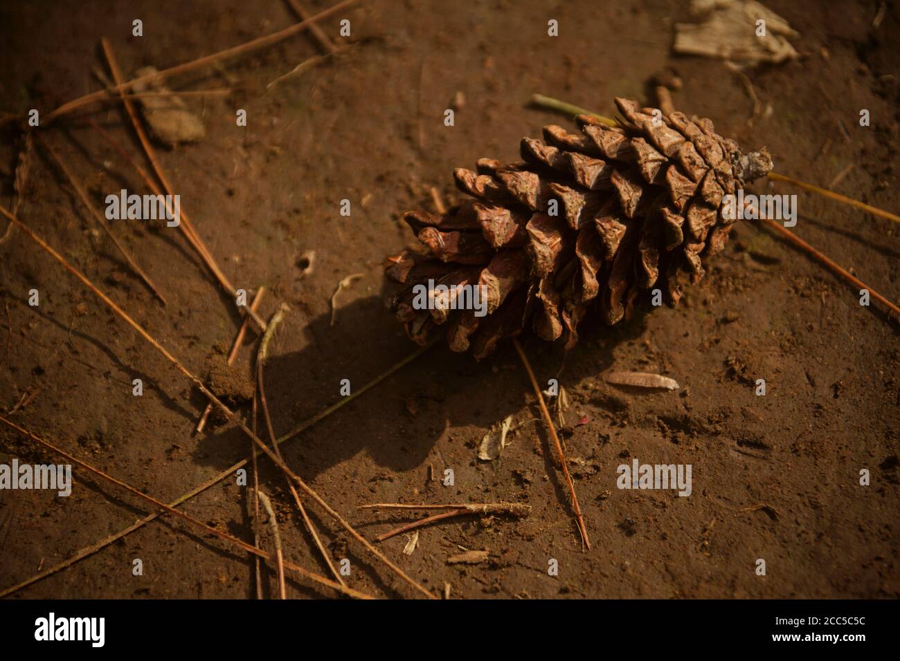 Close-up dry pine tree cone on the ground Stock Photo