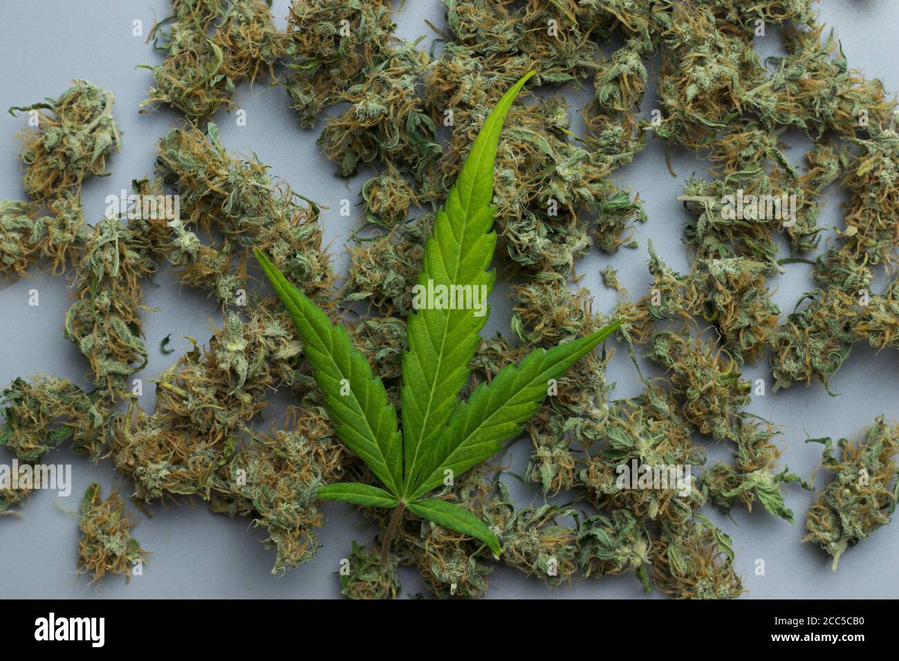 Green marijuana leaf on cannabis buds Stock Photo
