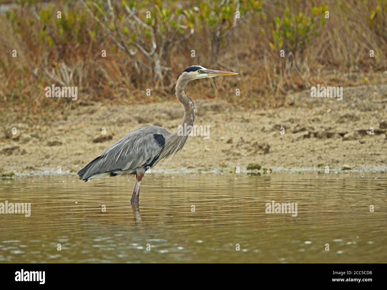 Great Blue Heron (Ardea herodias occidentalis) adult standing in shallow lagoon  Zapata peninsula, Cuba              March Stock Photo