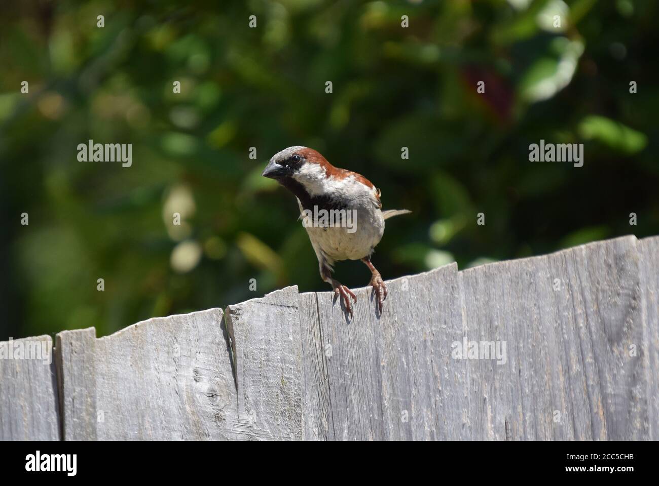 male sparrow on fence Stock Photo