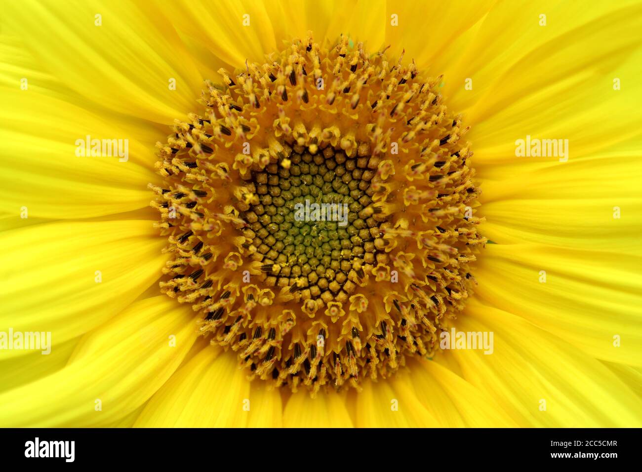 Yellow sunflower stamens macro,sunflower head,sunflower with delicate petals and stamens,summer flower,floral photo,beauty in nature,macro photography Stock Photo