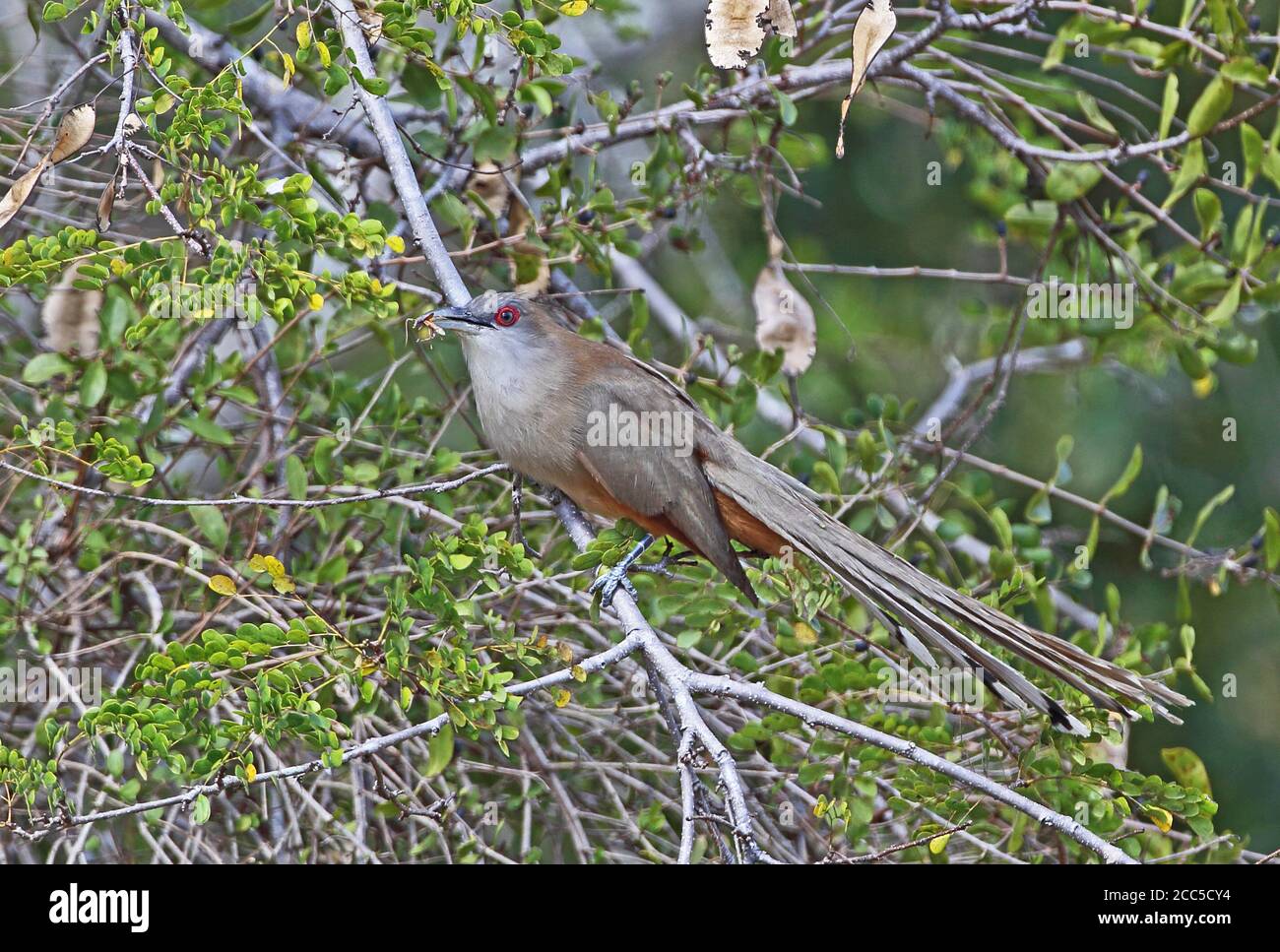 Great Lizard Cuckoo (Saurothera merlini merlini) adult perched on branch with insect prey, Cuban endemic  La Belen, Cuba          March Stock Photo
