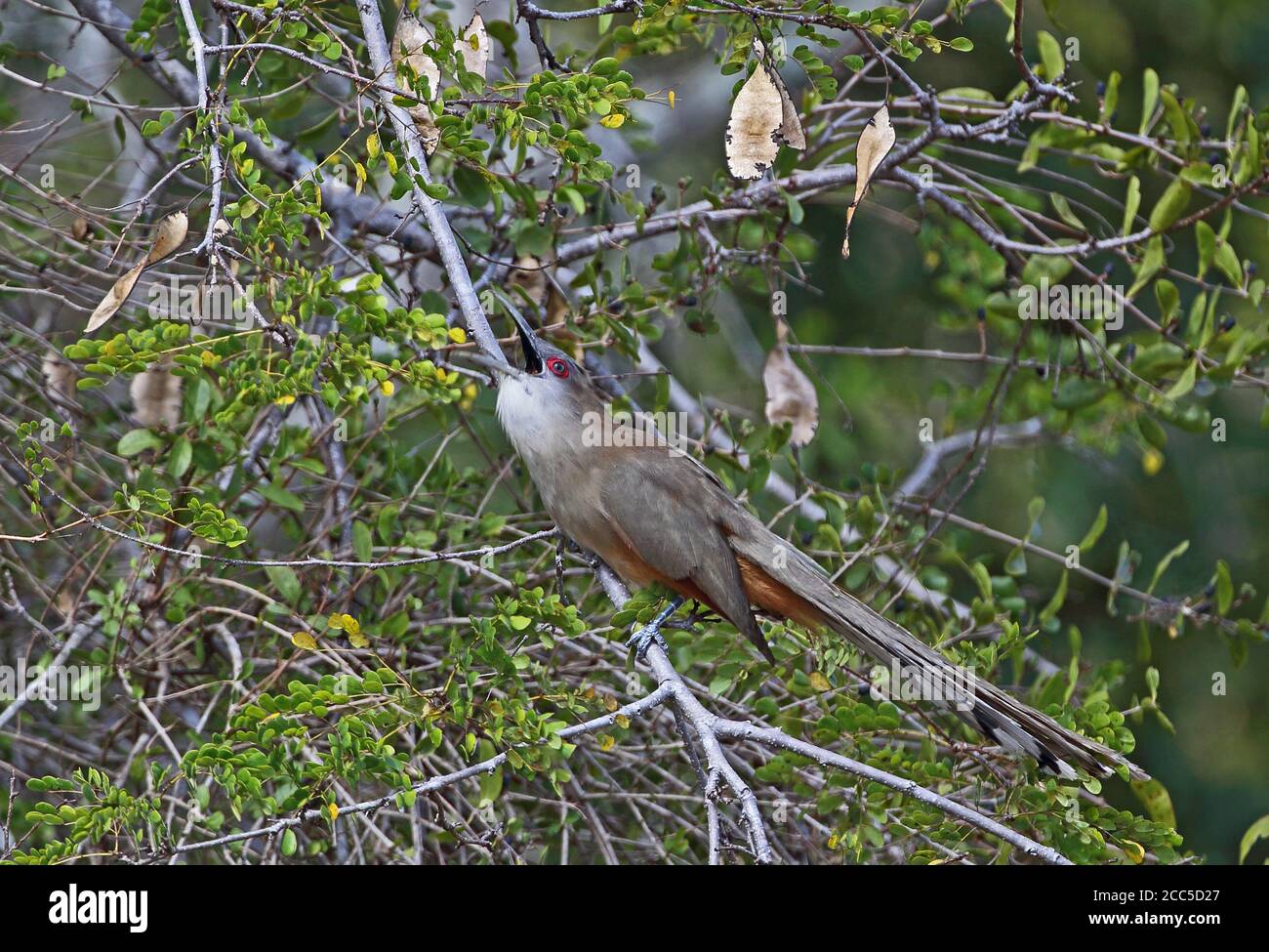 Great Lizard Cuckoo (Saurothera merlini merlini) adult perched on branch swallowing insect prey, Cuban endemic  La Belen, Cuba          March Stock Photo