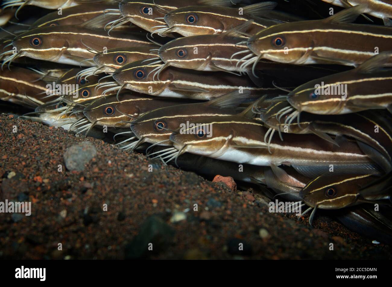 School of Marine Coral Catfish, Plotosus lineatus. Also known as Striped Catfish and Striped Eel Catfish, over volcanic sand, Tulamben, Bali Stock Photo