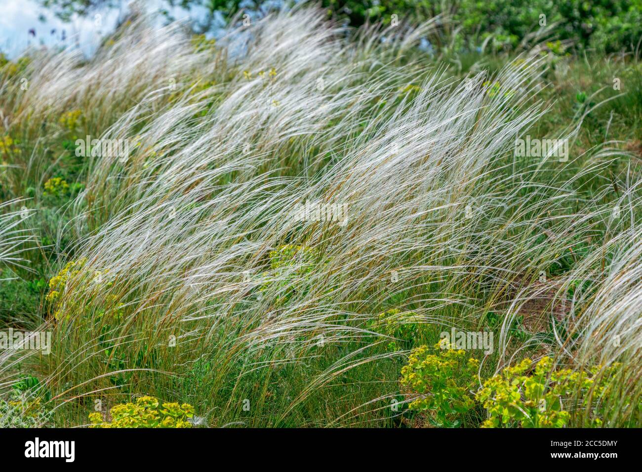 View of feather grass or needle grass, growing on the meadow in a forest. Spring nature. Stock Photo