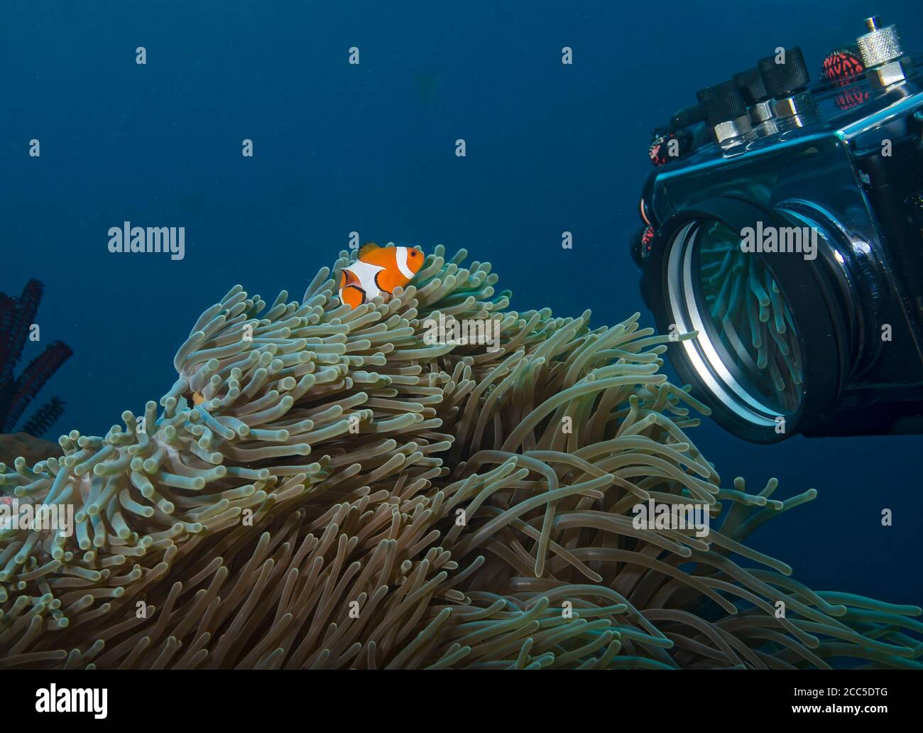Clown Anemonefish, Amphiprion percula, being photographed in Tulamben, Bali, Indonesia Stock Photo